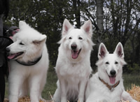 forrest,Dash,coralie